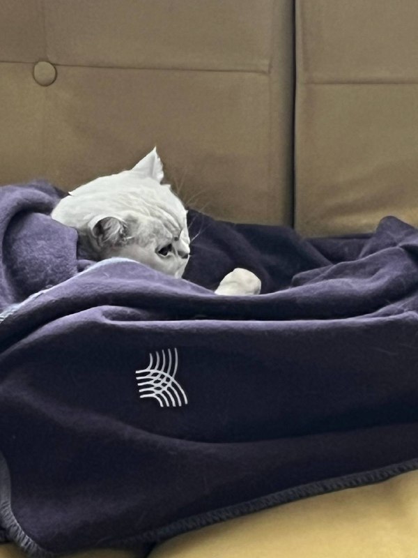 Well, you understand